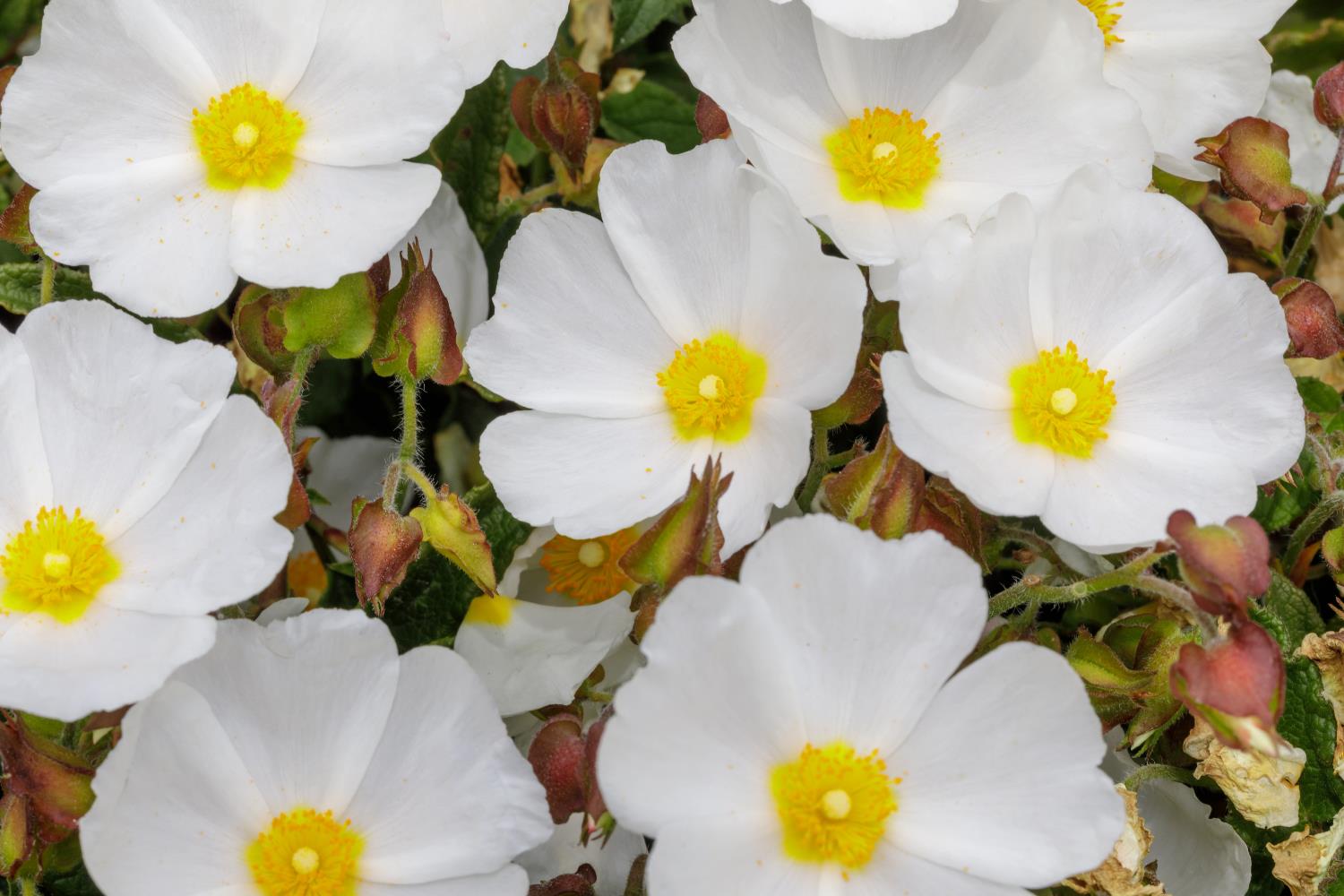 Close up view of a group of white petaled flowers with yellow centers
