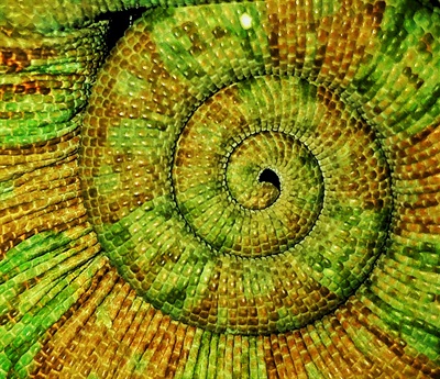 An abstract spiral photo in shades of green