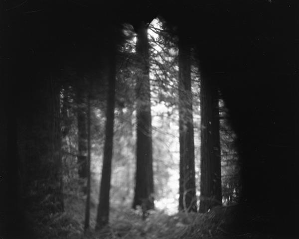 black and white pinhole photograph of forest