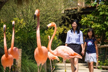 The flamingos out on a stroll of the Zoo