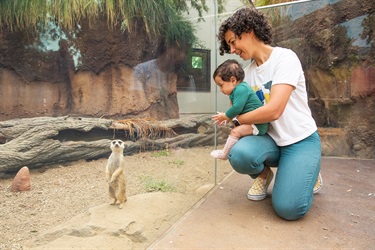 Visiting the meerkats
