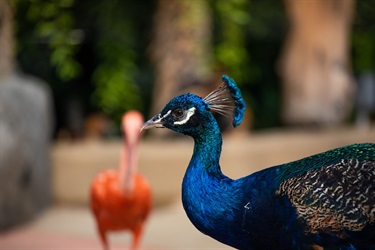 Our peacock takes a stroll of the Zoo