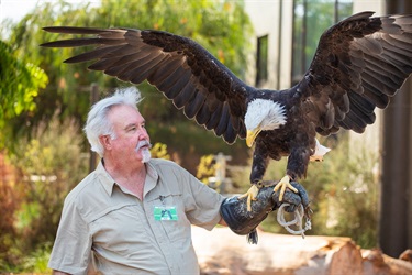 Sequoia the bald eagle stretching her wings