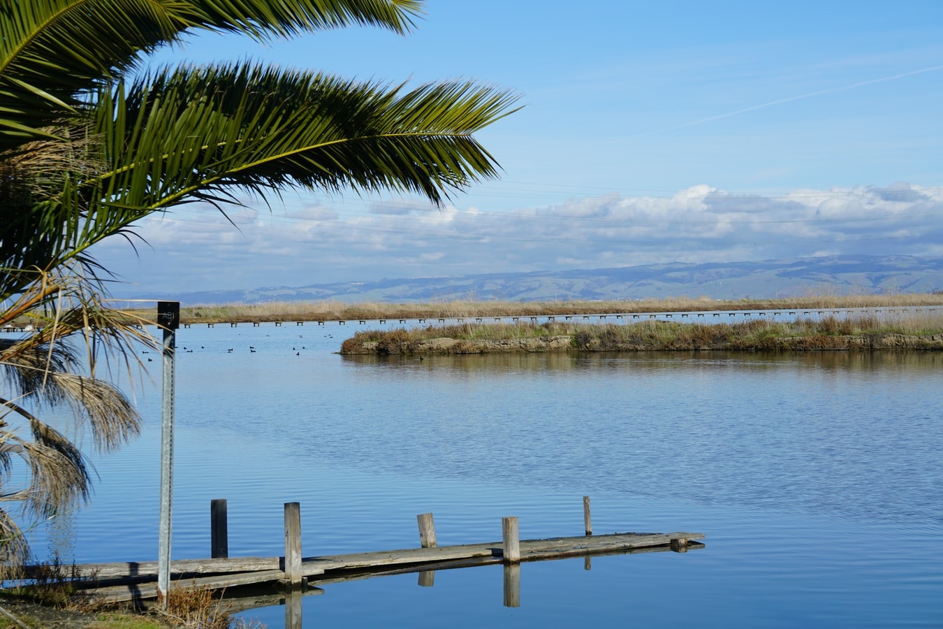 View from the shore of the wetlands with an old wooden dock in the foreground, multiple sea birds floating on the water and a peninsula with marsh grasses in the distance