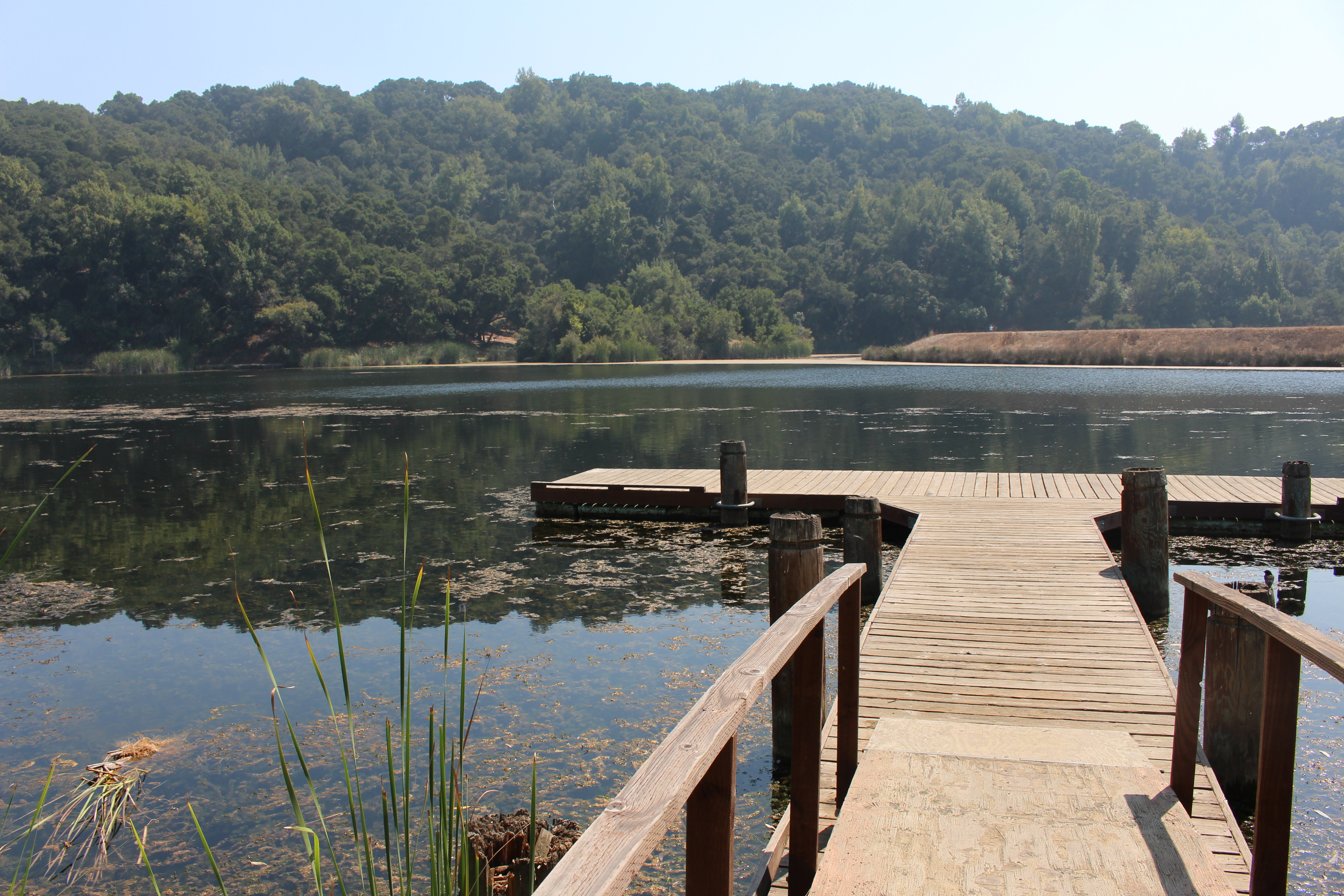 View from shoreline out over the wooden dock of Boronda Lake in Foothills Nature Preserve