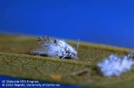 Closeup of woolly hackberry aphid