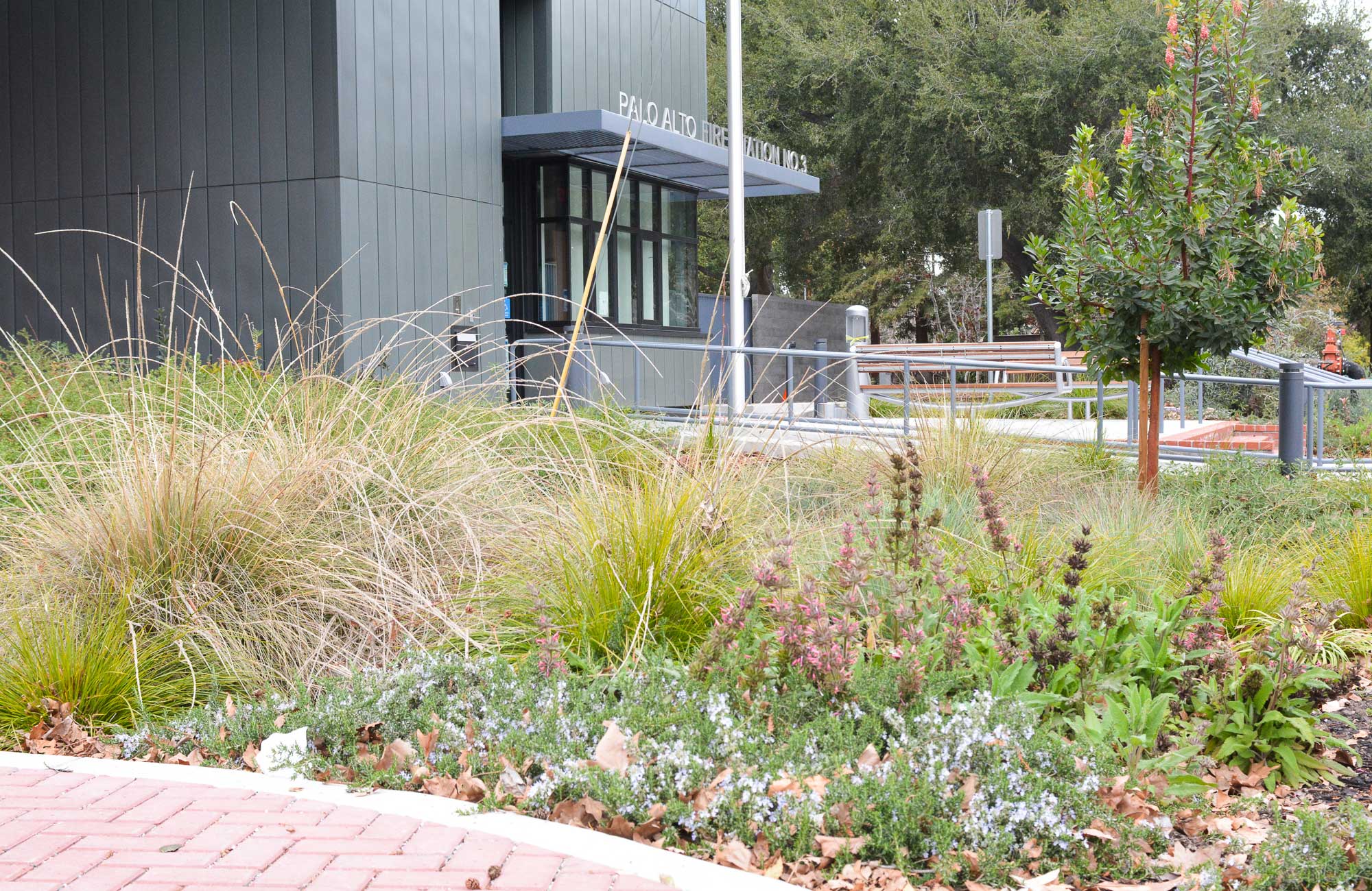 Biorention area example in the form of rain gardens, stormwater planters, and bioretention curb extensions.