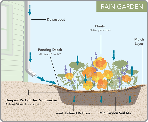 Rain Garden 