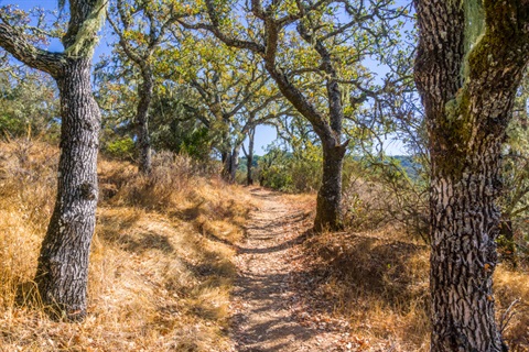 Hiking trail lined up with oak trees in Foothills Park
