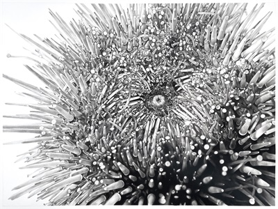 urchin_m.jpg