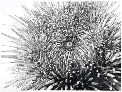 image of sea urchin