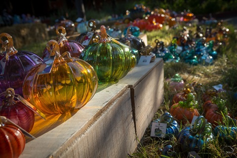 rows of glass pumpkins on wood ledge at the Great Glass Pumpkin Patch